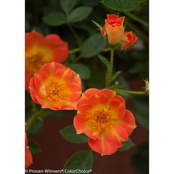 PROVEN WINNERS 4.5 in. Qt. Oso Easy Paprika Rose (Rosa) Live Shrub, Orange Flowers
