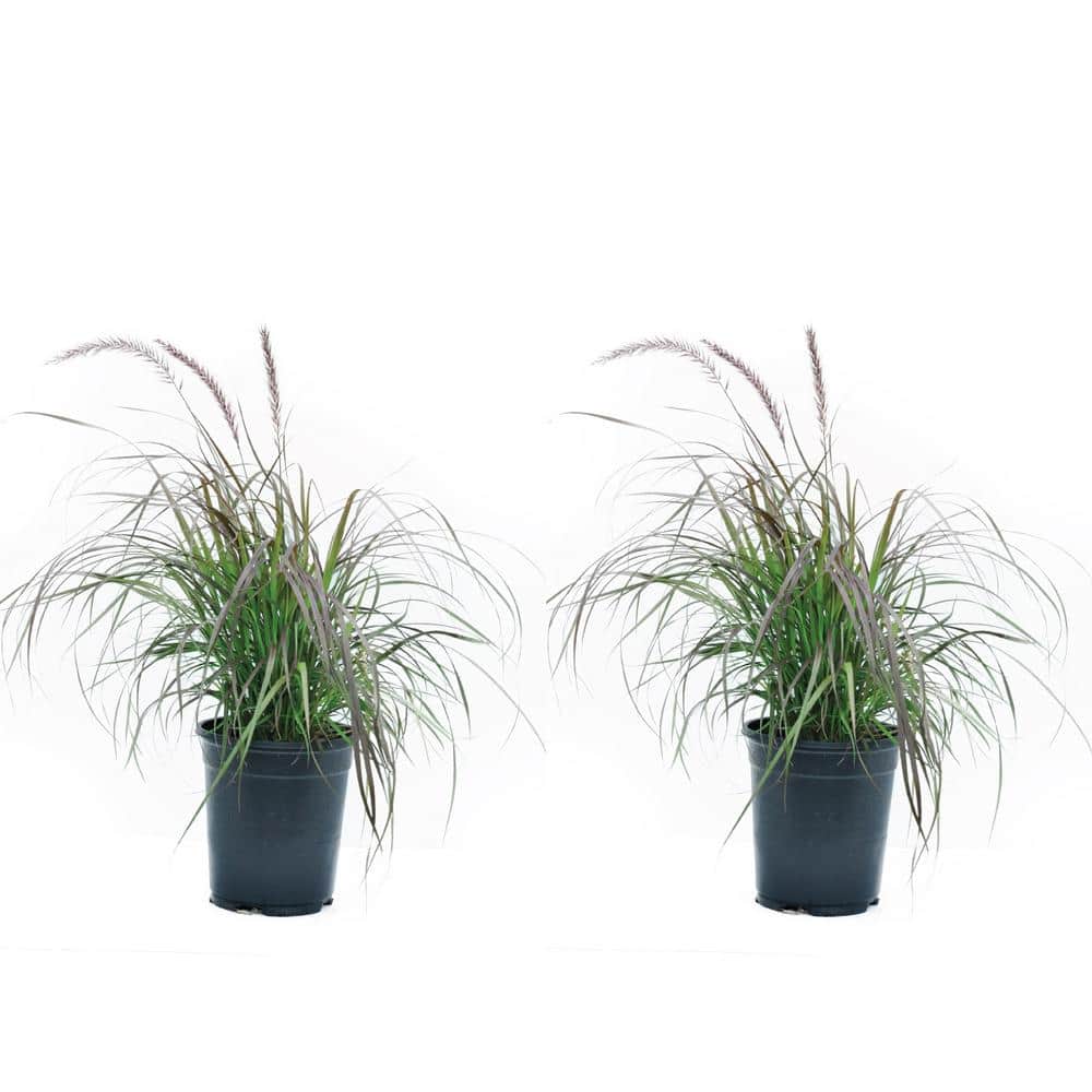 2.5 Qt. Annual Pennisetum Rubrum Grass - (2-Pack)
