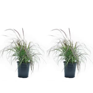 2.5 Qt. Annual Pennisetum Rubrum Grass - (2-Pack)