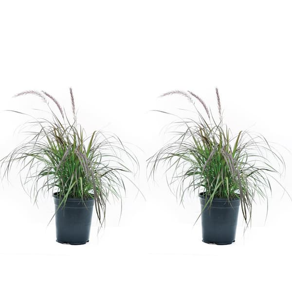 Unbranded 2.5 Qt. Annual Pennisetum Rubrum Grass - (2-Pack)