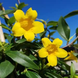 2.5 Qt. Carolina Jessamine Climbing Vine Plant with Yellow Fragrant Blooms