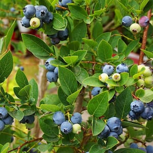 5 Gal. Northland Northern Highbush Blueberry Tree