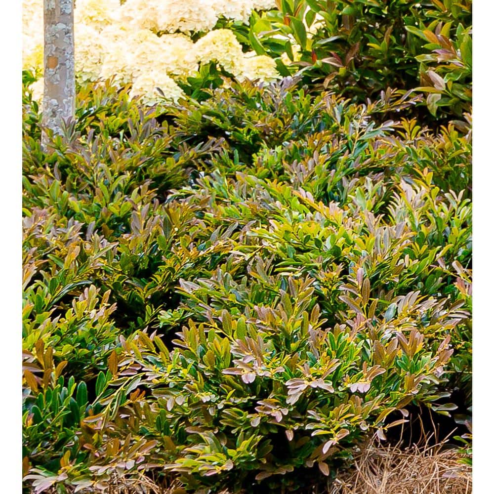 2 Gallon Bronze Distylium Evergreen Shrub for Sun or Shade