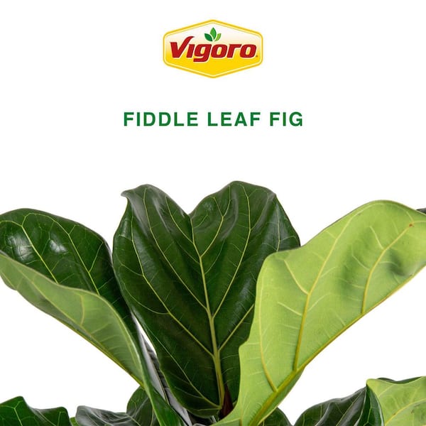 Vigoro Fiddle Leaf Fig Indoor Plant in 6 in. White Decor Planter, Avg.  Shipping Height 10 in. Tall M-FLF-S-WJP-01 - The Home Depot