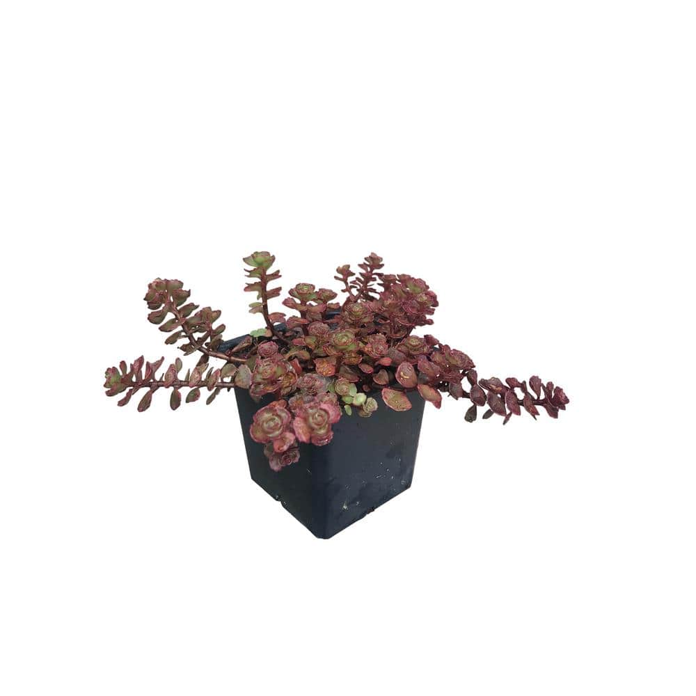 3 Dragons Blood Sedum Plants in 3 Separate 4 in. Pots