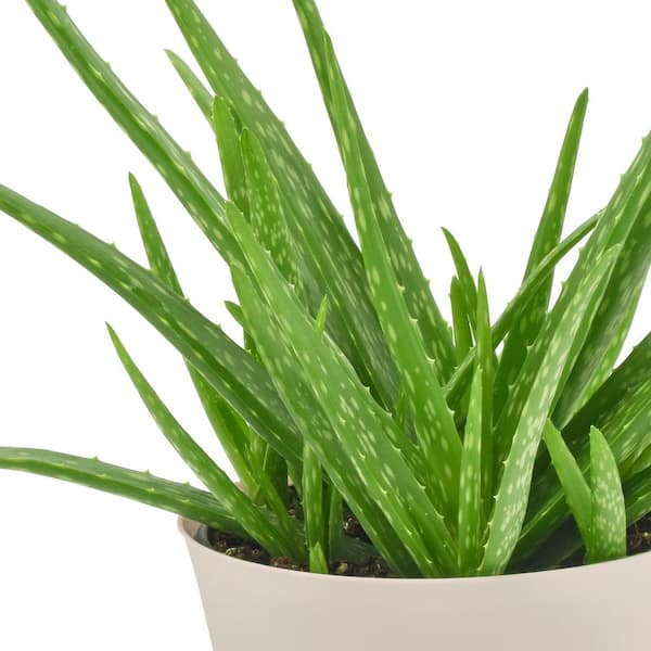 pures aloe vera gel gesicht Bio Aloe Vera Gel | Reines Aloe Vera gel