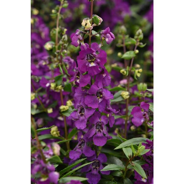 ALTMAN PLANTS SP ANGELONIA PURPLE 2.5 qt. Plant 1007455191 - The