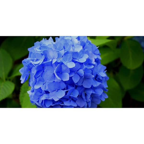 Wekiva Foliage Blue Hortensia Plant-Live Plants in 6 Inch Pots-Hydrangea Macrophylla-Beautiful Flowering Decorative Perennial