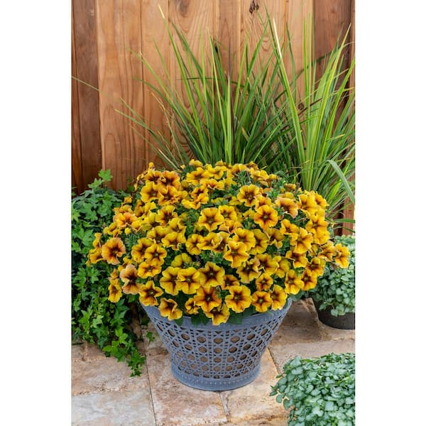SUPERCAL 1.5 ft. Caramel Yellow SuperCal Petunia Outdoor Annual