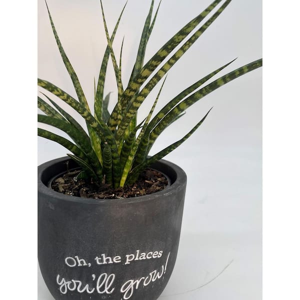 5 in. Fernwood Mikado Sansevieria Plant in Chalkboard Pot