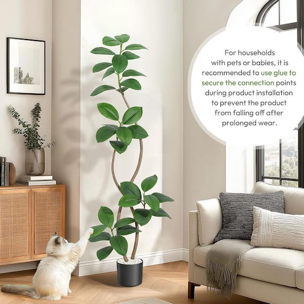 laurentii snake plant Sansevieria trifasciata Laurentii