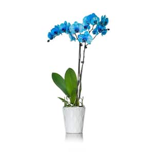 Blue 5 in. Watercolor Orchid Plant in Ceramic Pot (2-Stems)