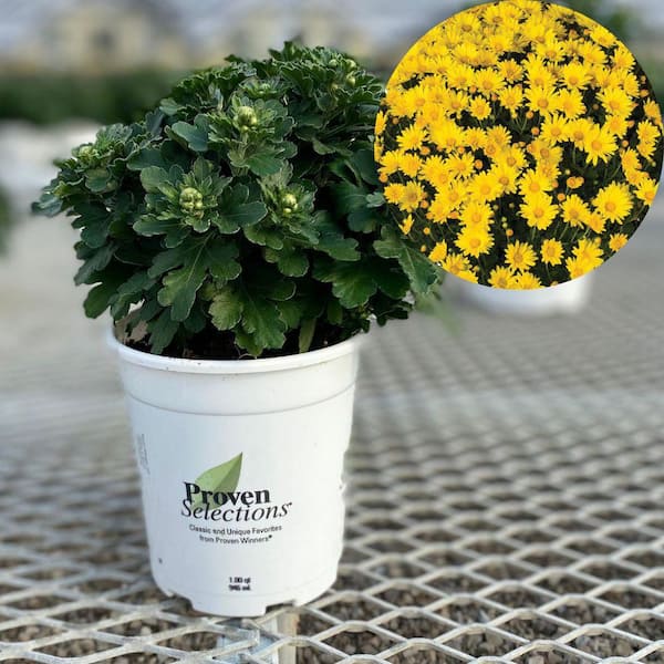 PROVEN WINNERS 4.5 in. Qt. Proven Selections Yellow Hankie Garden Mum (Chrysanthemum), Live Plant (1-Pack)
