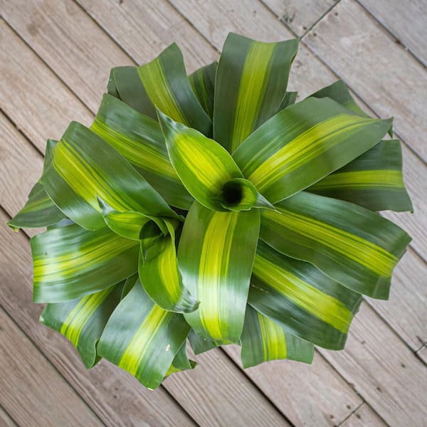 United Nursery Mass Cane Plant Two Stem Live Dracaena Indoor Outdoor Plant in 10 inch Premium Sustainable Ecopots Dark Grey Pot MCANE10DG2P
