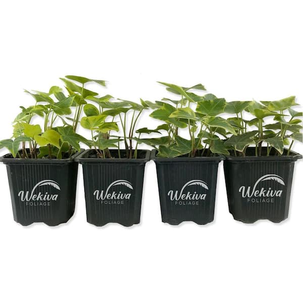 Golden English Ivy-4 Live Plants in 3 in. Pots-Hedera Helix-Beautiful Easy Care Air Purifying Houseplant Vine