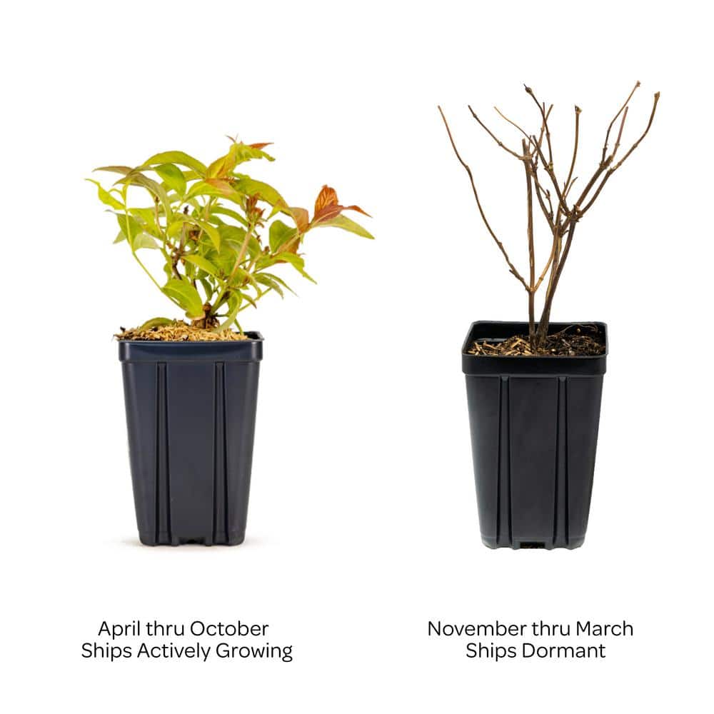 Firefly Honeysuckle Shrub with Amber and Honey Foliage