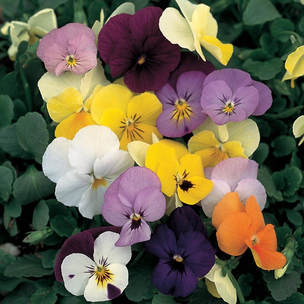 4.5 in. Mixed Viola Plant 7728 - The Home Depot