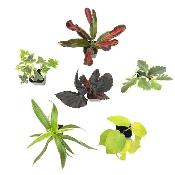 Altman Plants 2in Easy to Grow Live Houseplants (6 Pack)