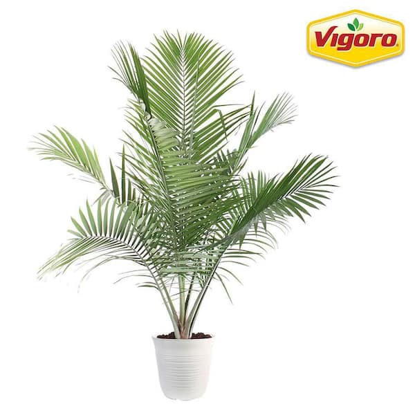Vigoro 13 in. Havana Majesty Palm Plant in Deco Container