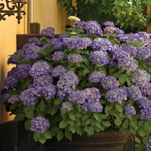 2.5 Qt. Violet Crown Hydrangea with Purple Blooms