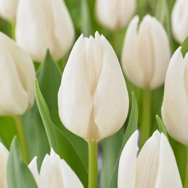 Garden State Bulb 12/+ cm, Single Late Snow White Tulip Flower Bulbs (Bag of 100)