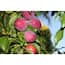 https://images.thdstatic.com/productImages/32106776-999b-48ea-82a1-c819bd5036ac/svn/online-orchards-fruit-trees-ftpl003-64_65.jpg