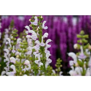 1 Gal. Color Spires 'Snow Kiss' (Perennial Salvia), Live Plant, White Flowers (1-Pack)
