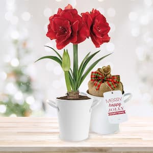 26/28cm Red Double Amaryllis Bulb Kit with White Container