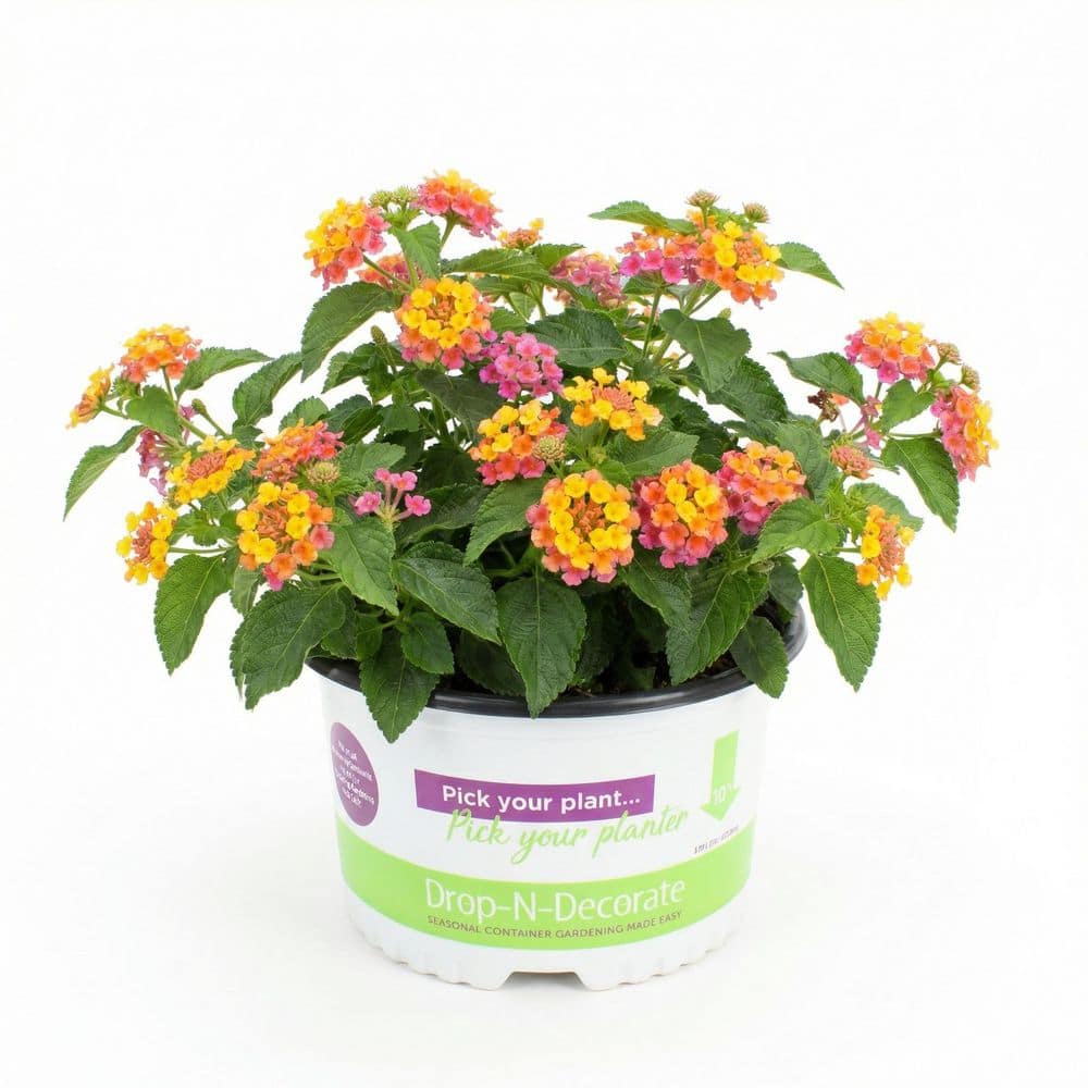 10 in. Pot Drop N Decorate Lantana Lucky Charm Plant (1 plant) price history on PriceWatchPro