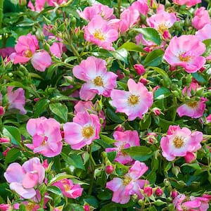 3 Gal. Pot, Forever and Ever Pink Shrub Rose Potted Plant (1-Pack)