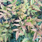 9.25 in. Pot - Gulfstream Nandina(Heavenly Bamboo), Live Evergreen Shrub, Year-round Foliage Interest