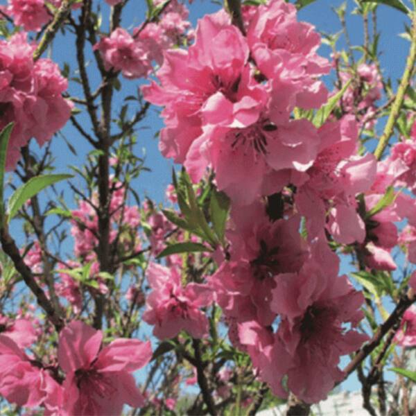 ピーチパンナコッタ 7 gal. Bonanza Peach Fruit Tree PCHBNZ07G - The Home Depot