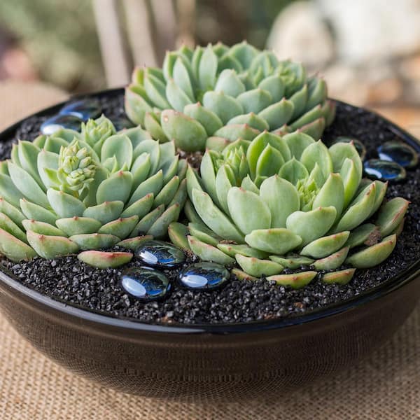 SMART PLANET 2.5 in. Echeveria Collection Plant (8-Pack) 0880055
