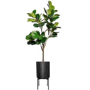 83.5 in. Artificial Fig tree in Chevron planter