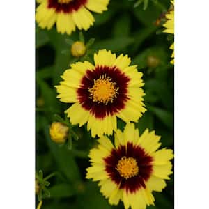 2 Gal. Assorted Color Tickseed Coreopsis Perennial Plant
