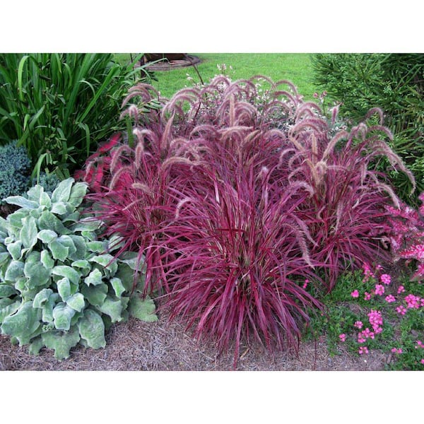 Vigoro 1 Gal. Vigoro Pennisetum Fireworks Grass