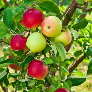 Double Delicious 2-in-1 Apple (Malus) Live Bareroot Fruiting Tree (1-Pack)