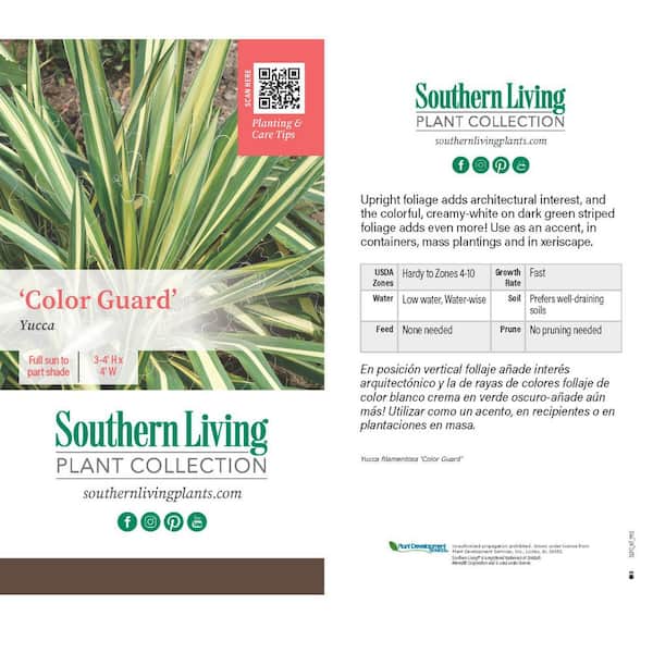 SOUTHERN LIVING 1.5 Gal. Color Guard Yucca (Adam's Needle) with