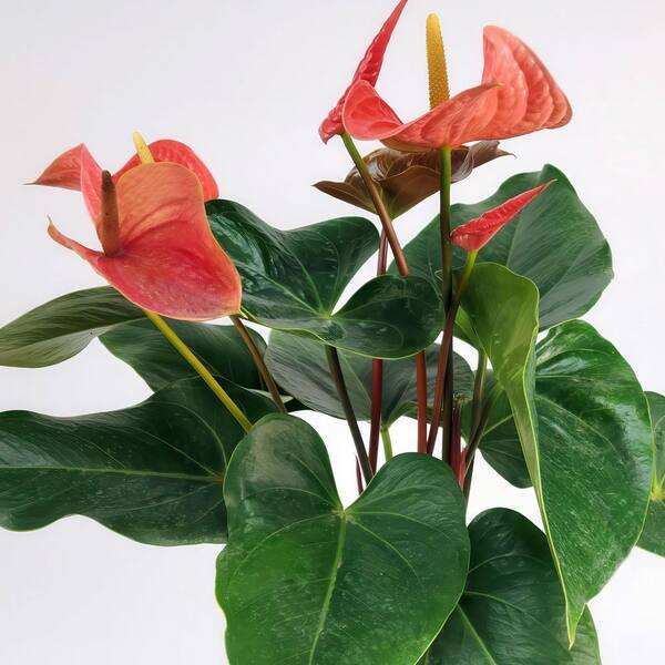 money plant pics Chinese Money Plant