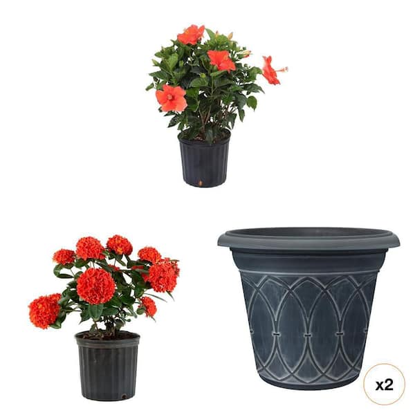 1.70 Gal. Hibiscus Red Bush and 18 in. Durham Planter with 3 Gal. Ixora Maui Red Shrub Combo