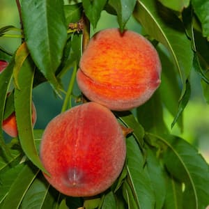 Red Haven Peach Live Bareroot Fruit Tree (1-Pack)