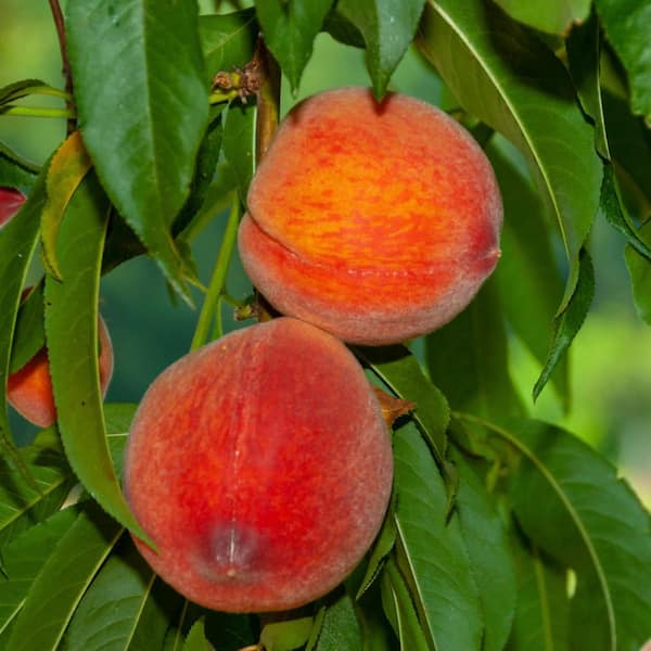 Gurney's Red Haven Peach Dormant Bare Root Standard Fruiting Starter Tree (1-Pack)