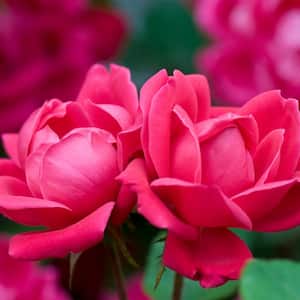 2 Gal. Red Double Knock Out Rose Bush with Red Flowers (2-Pack)
