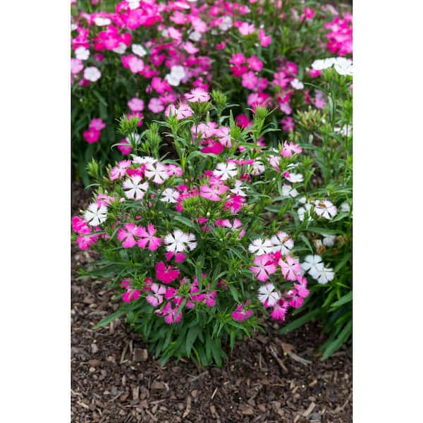 2.5 Qt. Vigoro Dianthus Rockin Pink Magic Perennial Plant