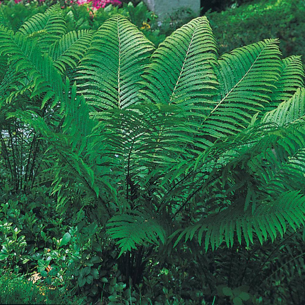 Ostrich Fern Dormant Bare Root Perennial Plant Roots (5-Pack)