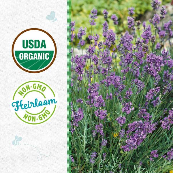 Organic English Lavender Seed (1-Pack)
