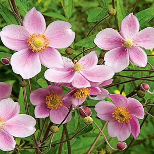 OnlinePlantCenter 1 gal. Mauve Grape-Leaf Anemone Plant