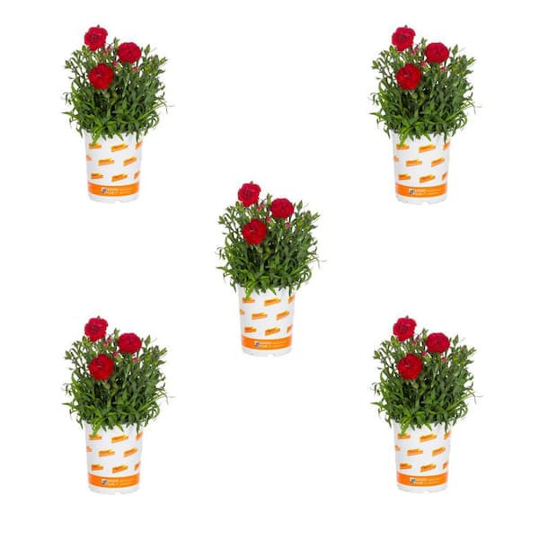 Vigoro 1.5 pt. Red Dianthus Constant Beauty Perennial Plant (5-Pack)