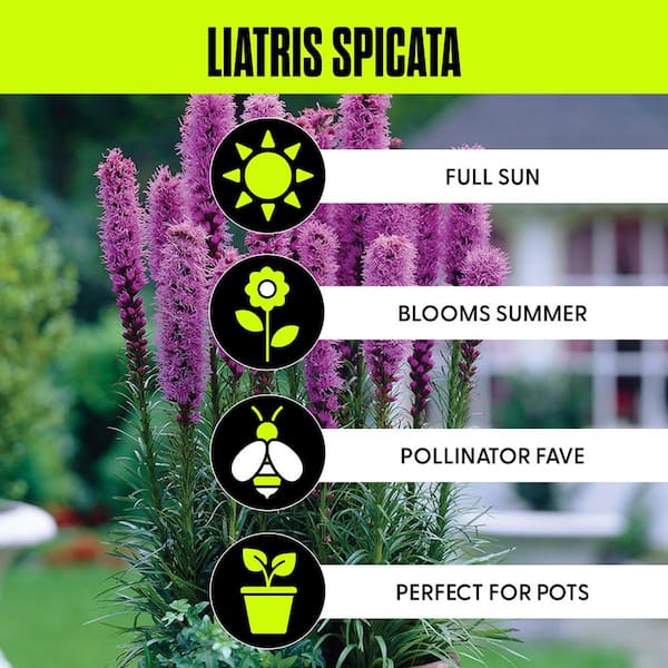 Blazing Star Liatris Spicata Bulbs (25-Set)