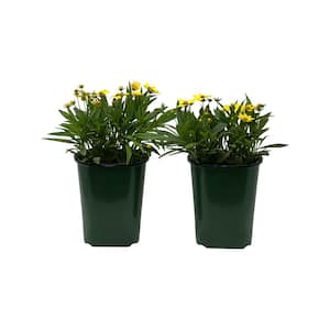 2.5 Qt Coreopsis Uptick Yellow & Red in Grower's Pot (2-Packs)